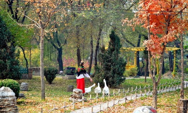 A Lady and some swans in Russian town